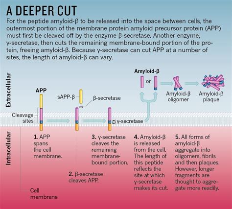 Understanding the Amyloid Hypothesis i.